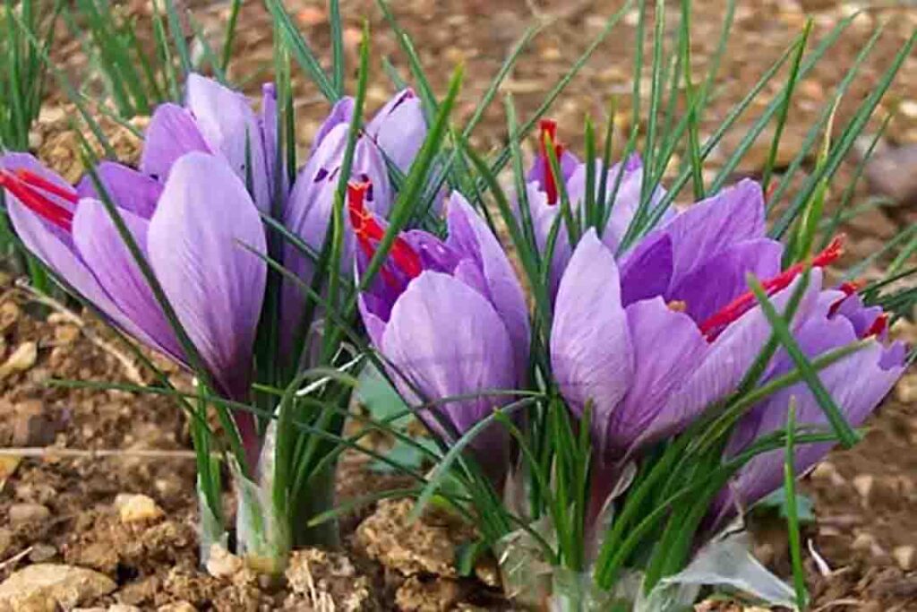 نحوه کشت زعفران